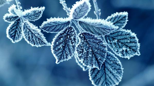Frozen flower