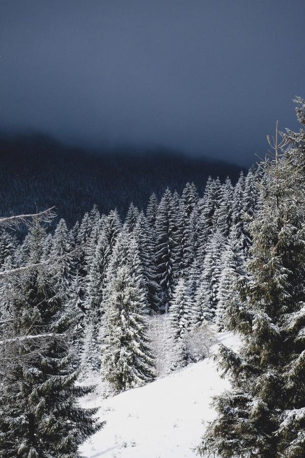 Frozen Forest
