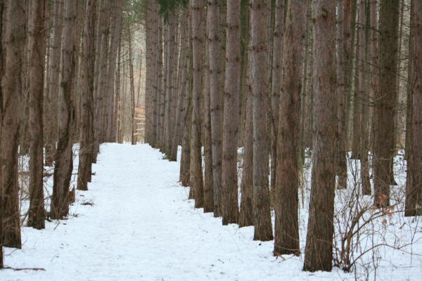 Frozen forest
