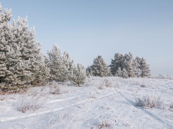 Frozen forest