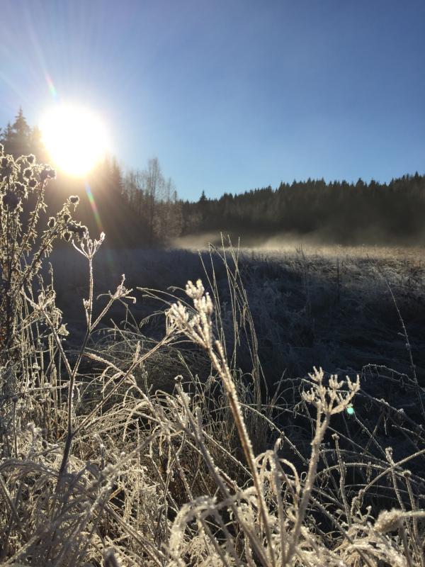 Frozen forest