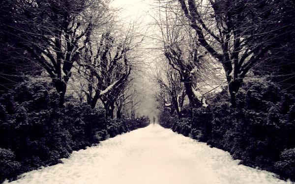 Frozen Forest