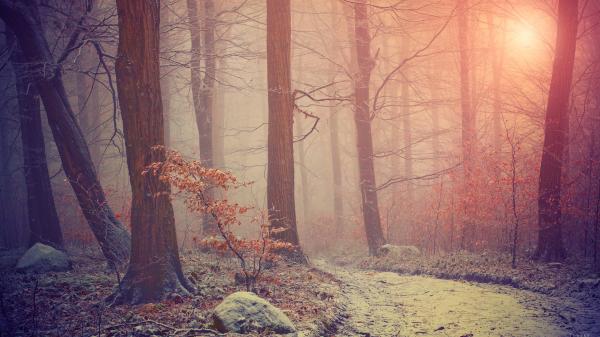 Frozen forest