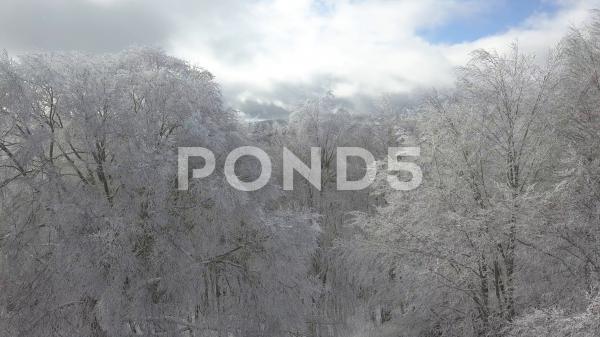 Frozen forest