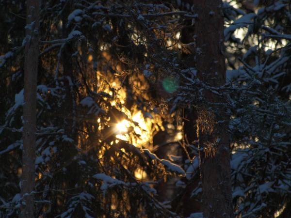Frozen forest
