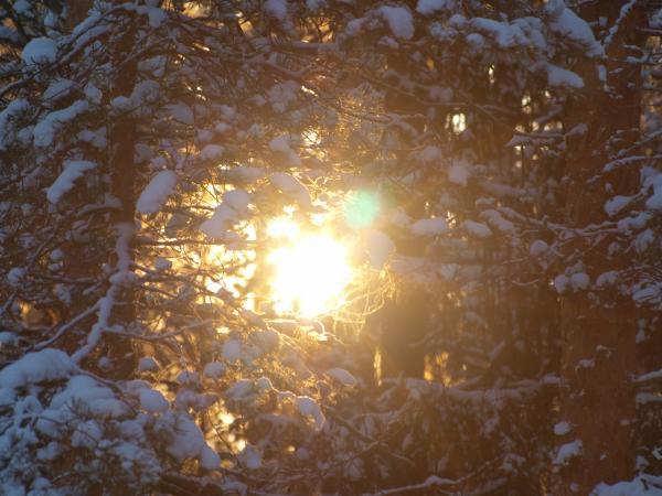 Frozen forest