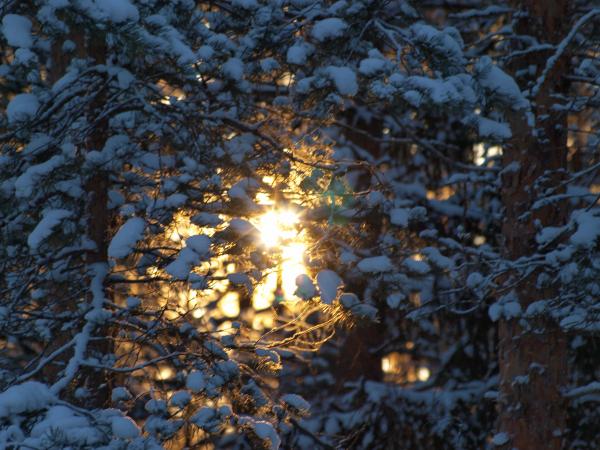 Frozen forest