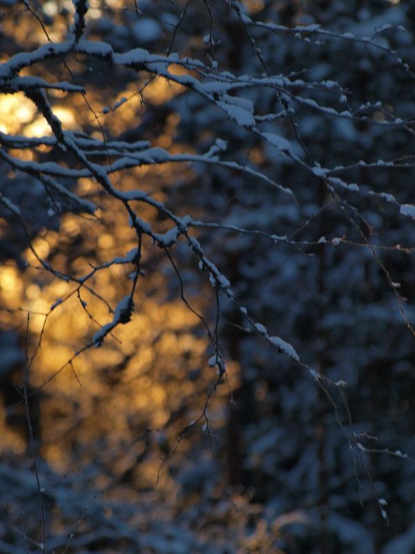 Frozen forest