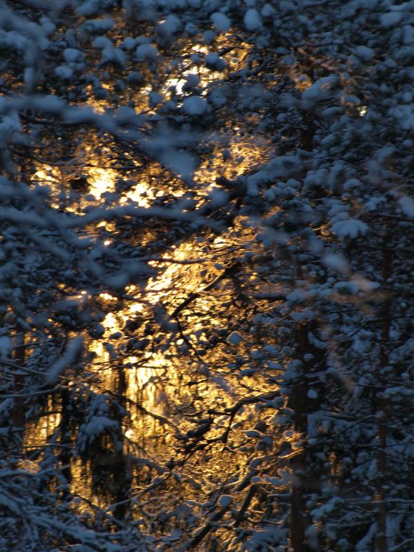 Frozen forest
