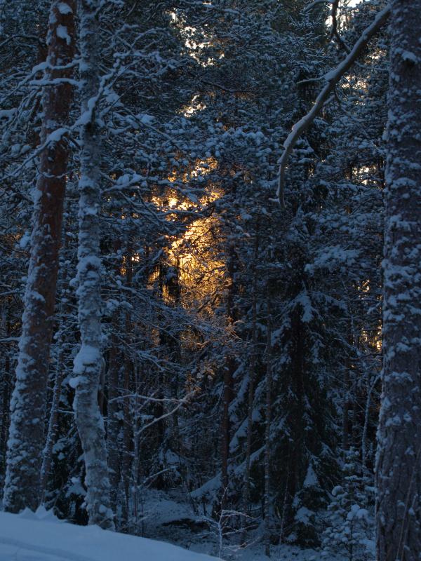 Frozen forest