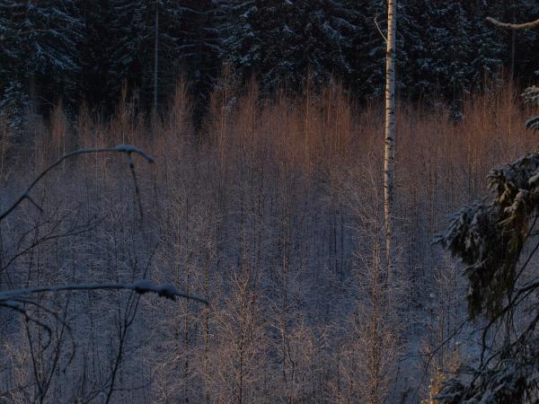 Frozen forest