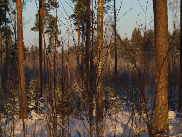 Frozen forest