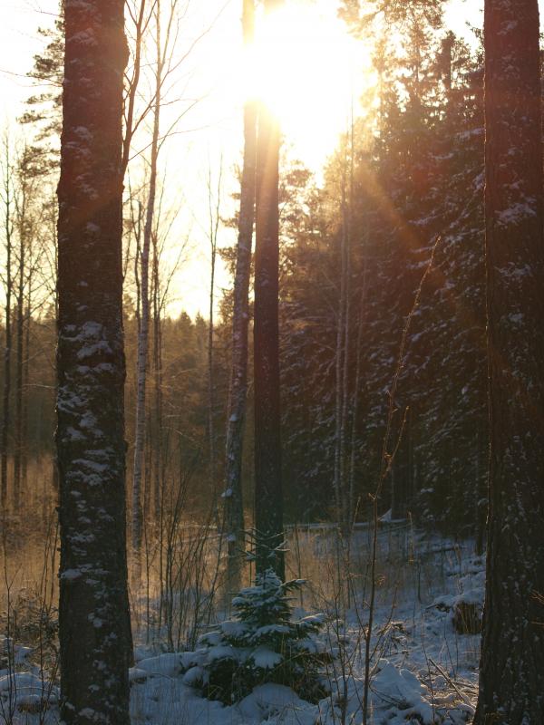 Frozen forest