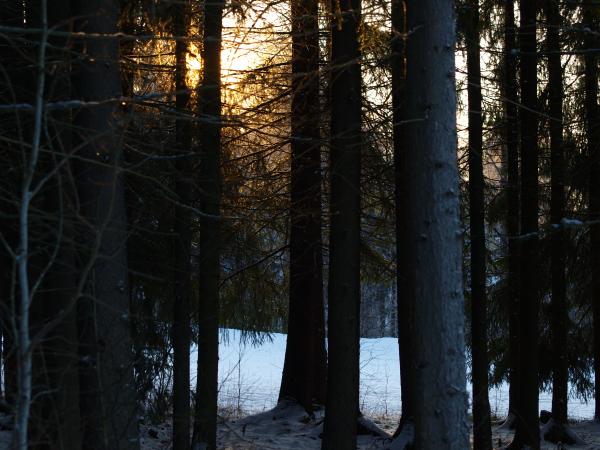 Frozen forest