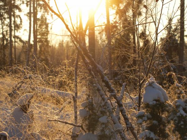 Frozen forest