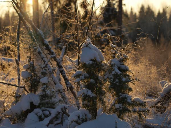 Frozen forest