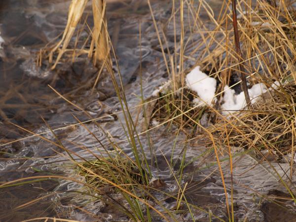 Frozen Grass