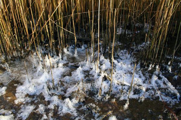 Frozen grass