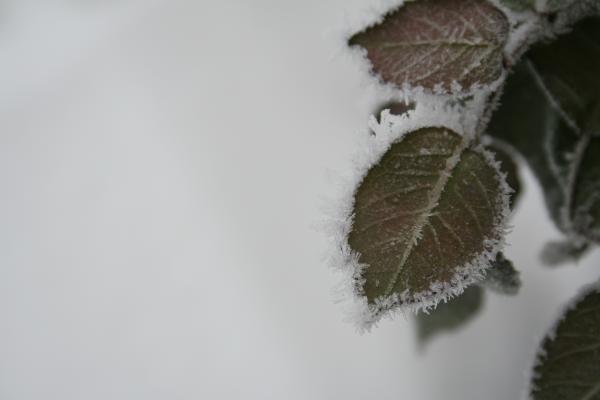 Frozen leaves