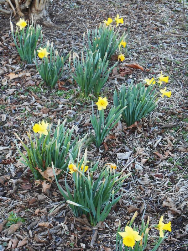 Frozen Narcissus
