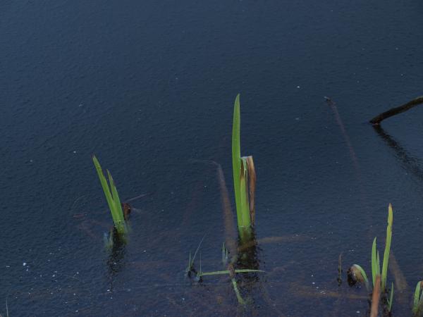 Frozen pond