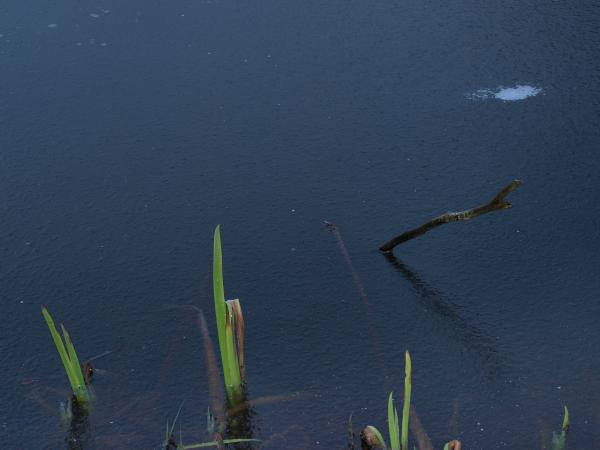 Frozen pond