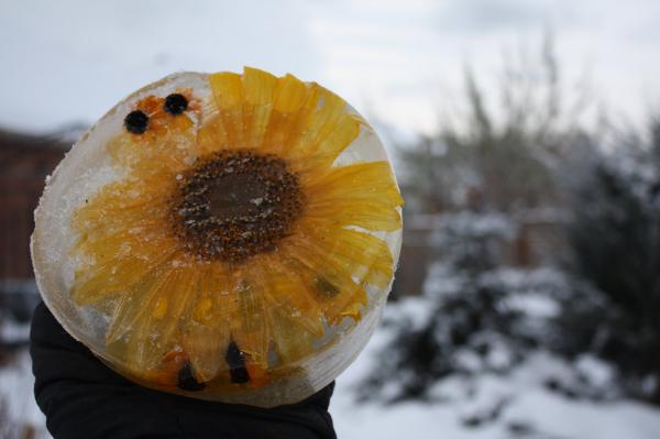Frozen Sunflower