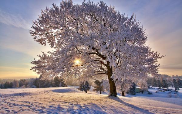 Frozen trees
