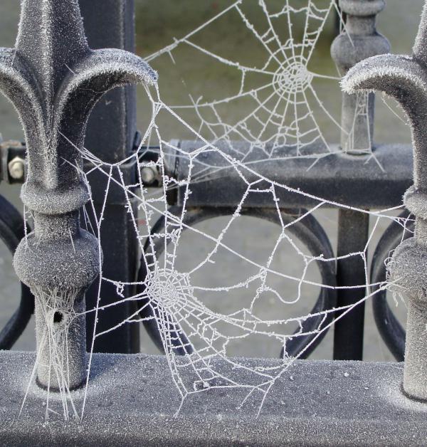 Frozen web