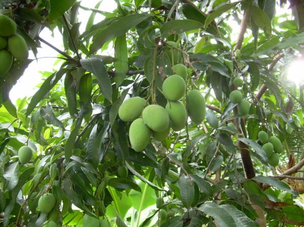 fruit and plant backyard