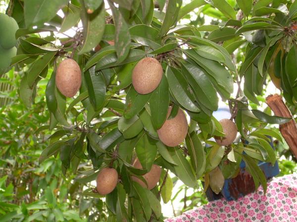 fruit and plant backyard