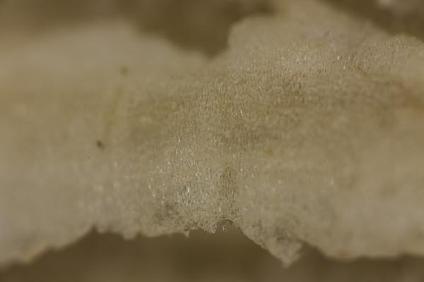 Fruit Closeup