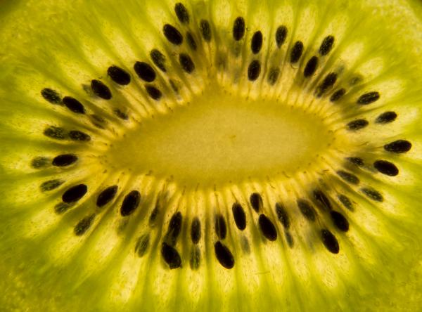 Kiwi Closeup