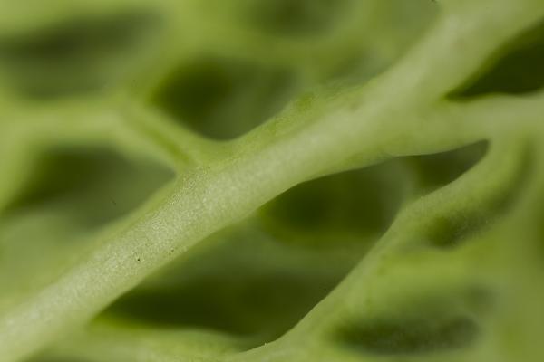 Fruit Closeup