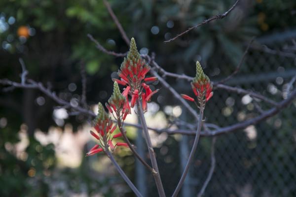 Fruit stand flower