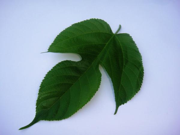 Fruit tree leaf