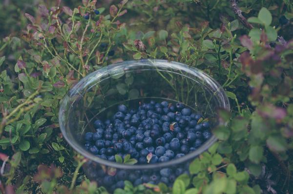 Fruits