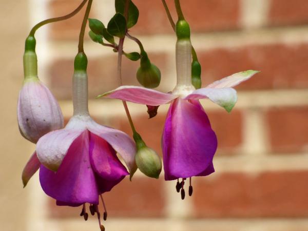 Fuchsia