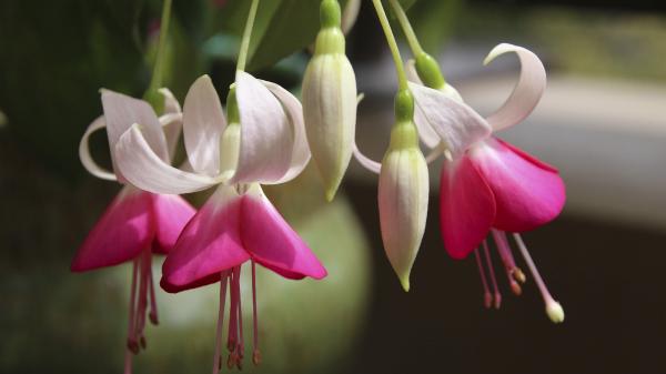 Fuchsia