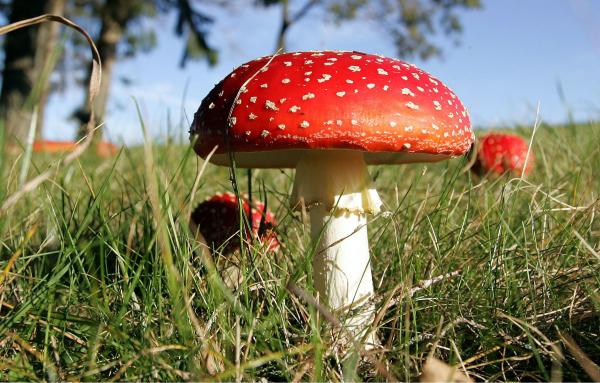 Fungus