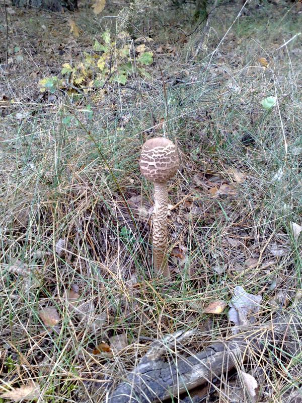 Fungus