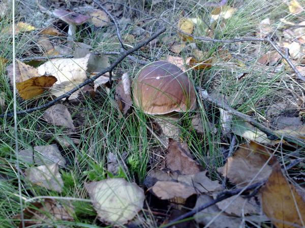 Fungus