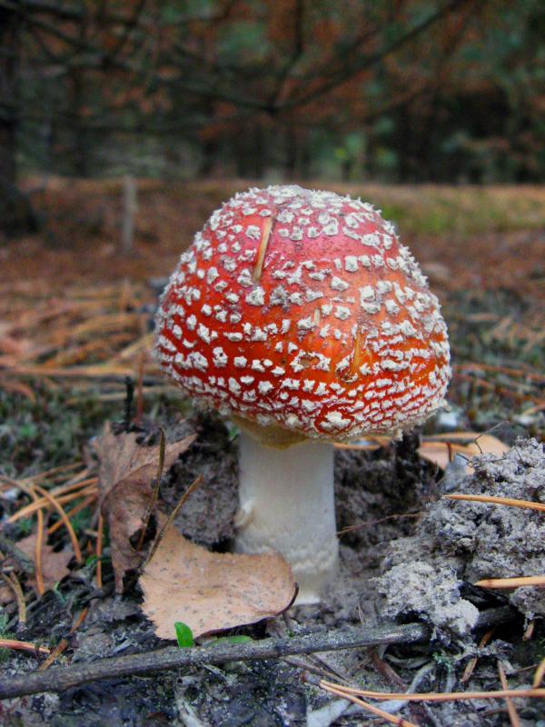 Fungus