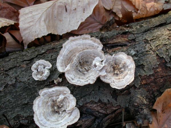 Fungus