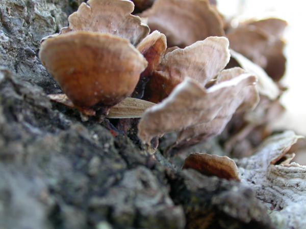 Fungus