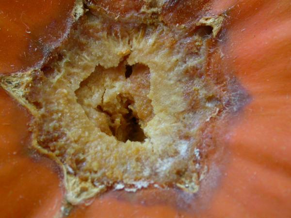 Fungus