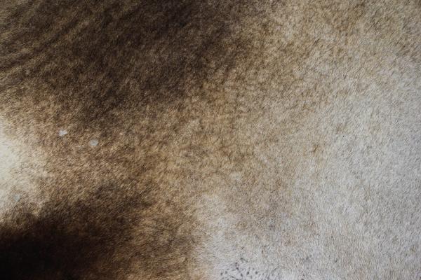Furry Grunge Texture