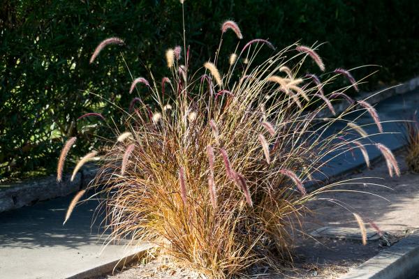 Fuzzy plants