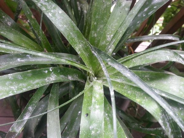 Fuzzy plants