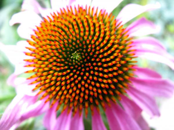 Garden Flowers